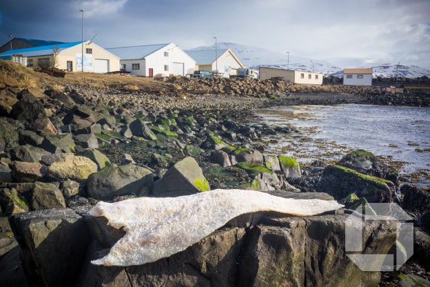 Ektafiskur á Hauganesi er fjölskyldufyrirtæki sem framleiðir afar hollar fiskibollur