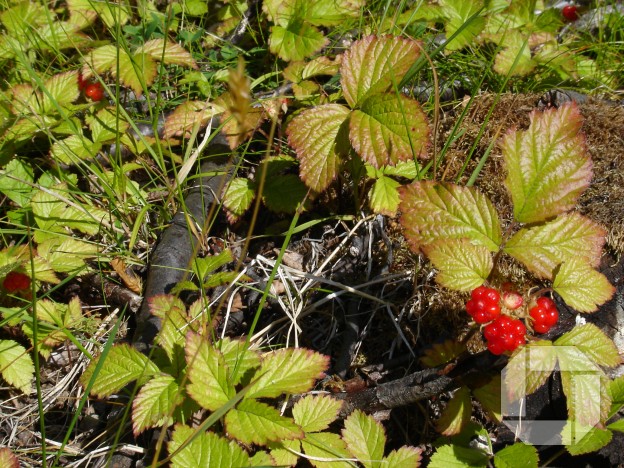 Sigríðarstaðarskógur